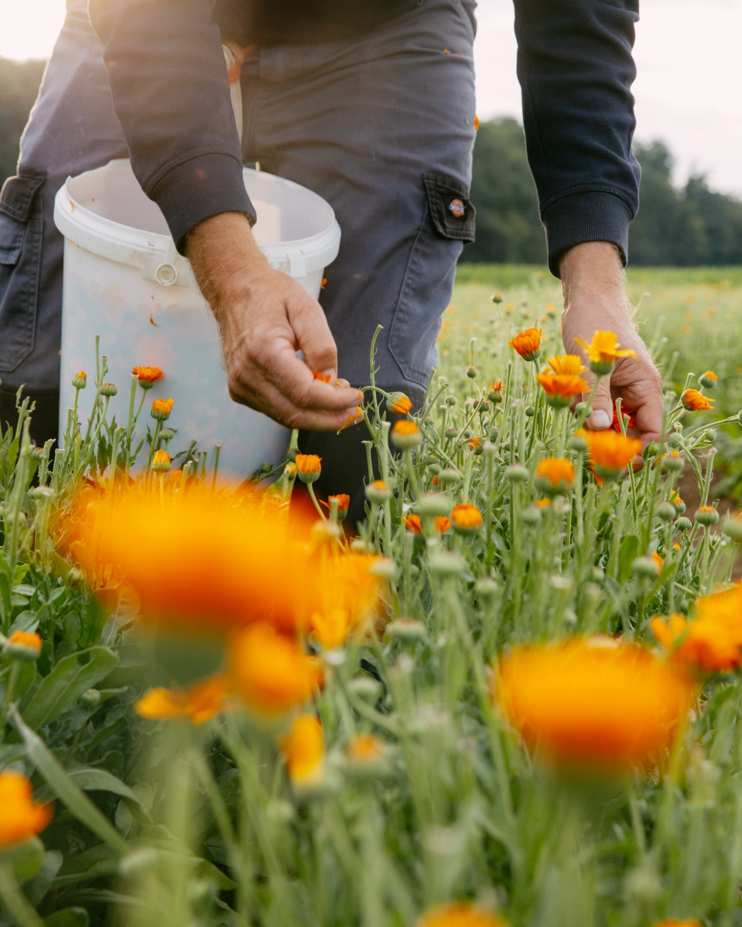 Přírodní kosmetika Dr. Hauschka