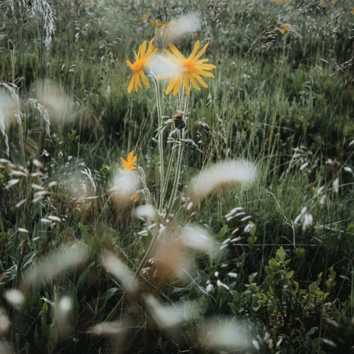 Dr. Hauschka kosmetika