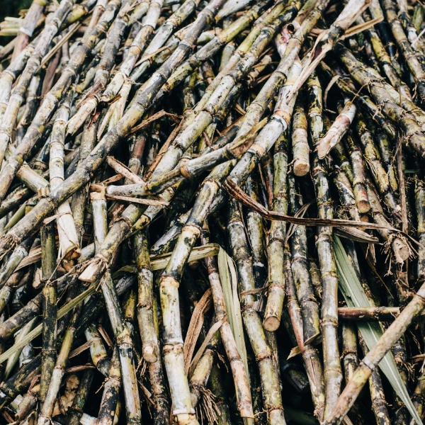 Sugar Cane