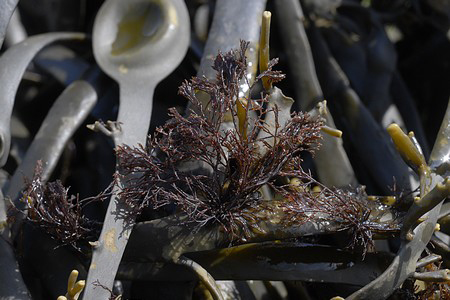 mořská řasa Polysiphonia lanosa