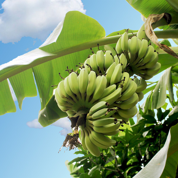 Banány a jejich aktivní látky jsou hlavní složkou kosmetiky Kadalys